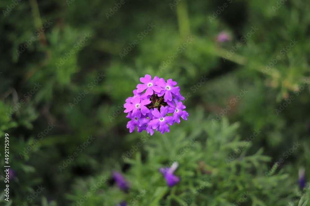日本の秋の公園に咲く紫色のバーベナの花 日本の秋の公園に咲く紫色のバーベナの花