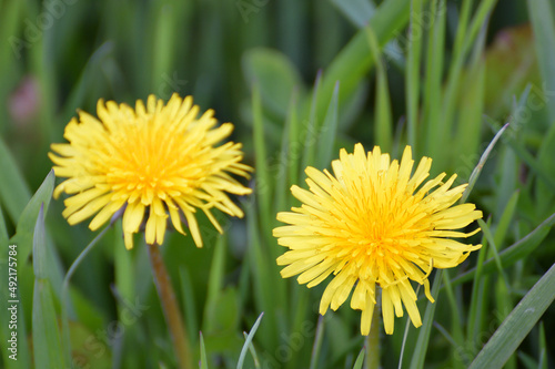 Bright dandelions are blooming in the grass