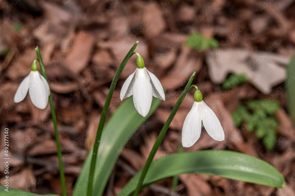 Elwes's Snowdrop (Galanthus elwesii) in park Elwes's Snowdrop (Galanthus elwesii) in park