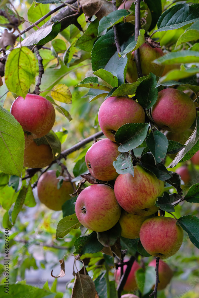 Red apples on the branch. Organic orchards. Home-grown fruit. Vertical image. Red apples on the branch. Organic orchards. Home-grown fruit. Vertical image.