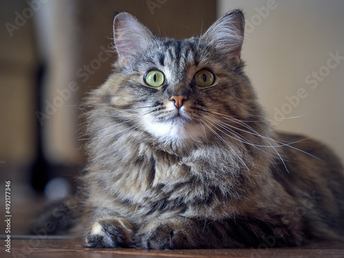 Canvas Print Portrait of a Norwegian forest cat