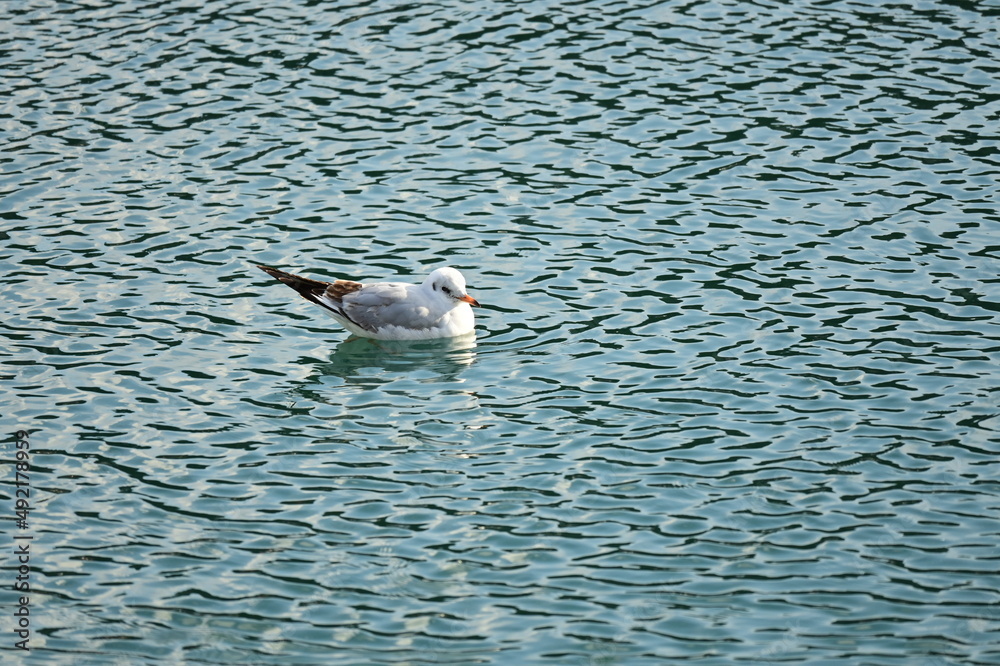 Fototapeta premium Laughing gull