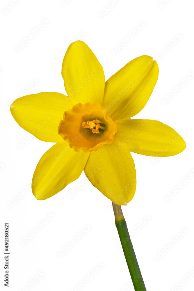 Fototapeta premium Yellow daffodil in close-up on a white background