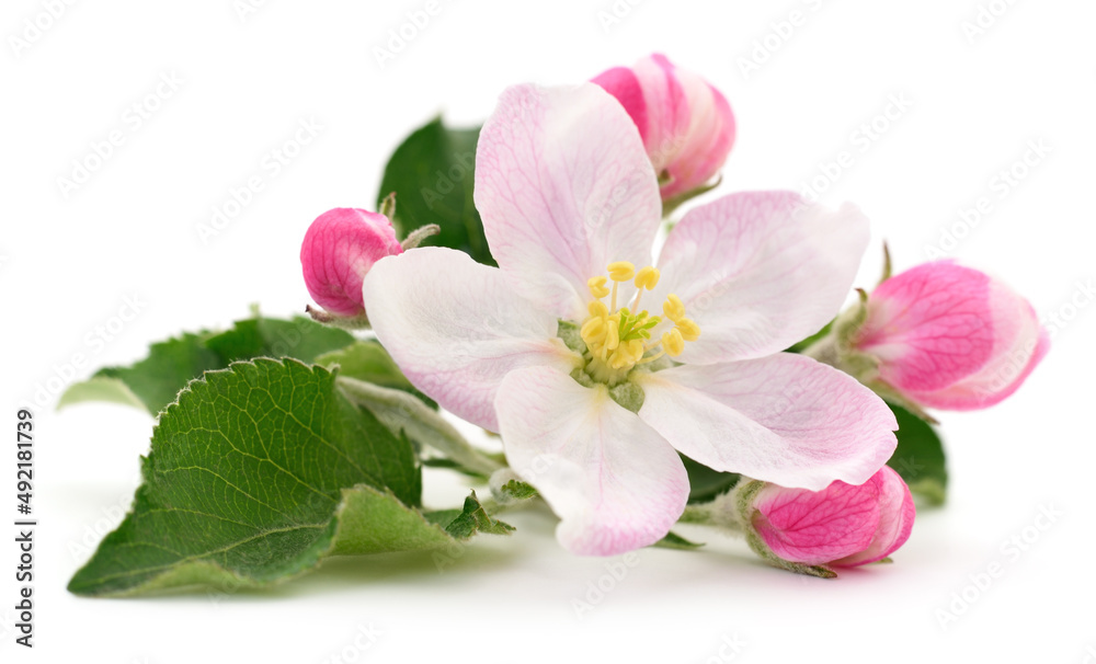 Apple flowers with leaves. Apple flowers with leaves.
