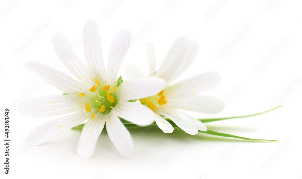 Two white flowers.