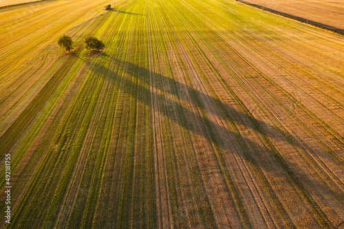 Trees casting shadows in field
