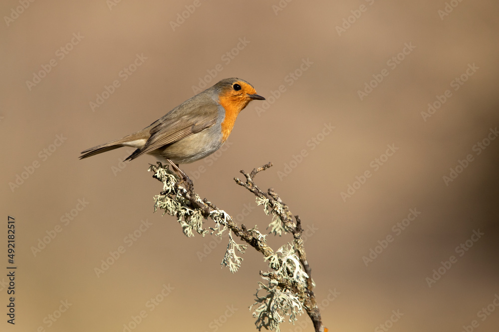 Eurasian nuthatch in a Mediterranean forest with the last light of a cold winter day Eurasian nuthatch in a Mediterranean forest with the last light of a cold winter day
