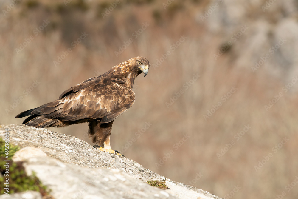 Fototapeta premium Adult male Golden Eagle with the first light of the day in a mountainous area of his territory on a rock