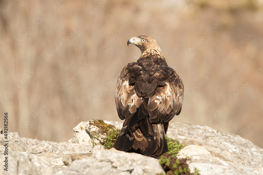 Fototapeta premium Adult male Golden Eagle with the first light of the day in a mountainous area of his territory on a rock