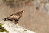 Adult male Golden Eagle with the first light of the day in a mountainous area of his territory on a rock