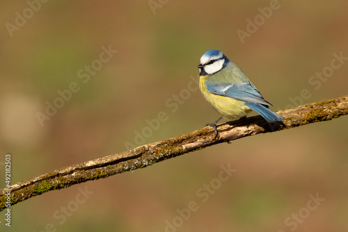 Blue tit with the first light of the morning in an oak forest on a cold and cloudy winter morning