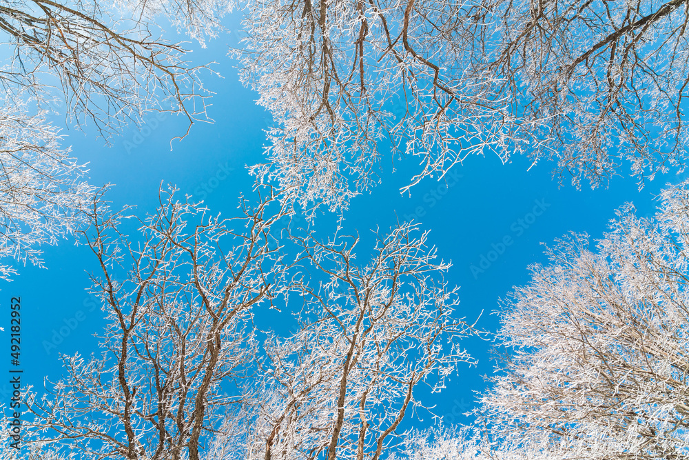 Frozen tree branches against the blue sky Frozen tree branches against the blue sky