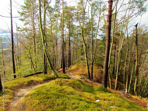 Path going through a scots pine and european beech forest in Slovenia and the ground covered by dry grass and spring heath, alpine heath (Erica carnea) lit by sunshine in Slovenia