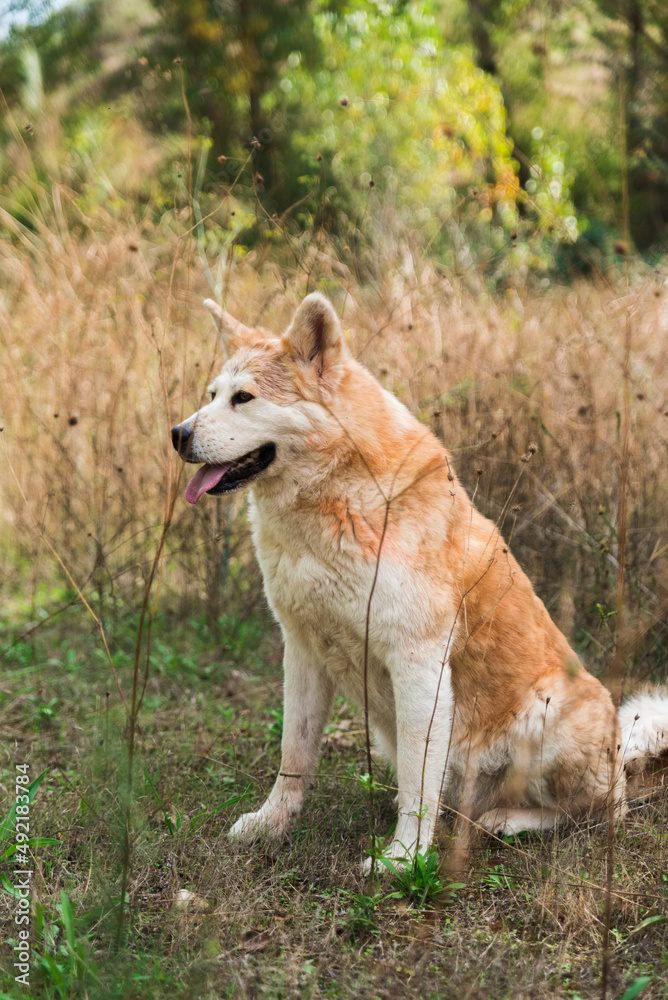 portrait of a young female akita inu in the forest
