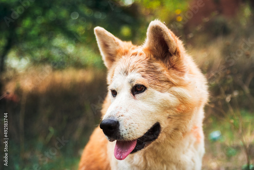 portrait of a young female akita inu in the forest