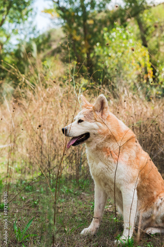 portrait of a young female akita inu in the forest