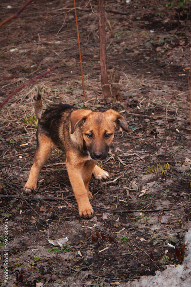 Naklejka premium An orange red and white cur homeless dog is sitting on a dry grass and dirty ground looking at the camera.