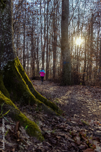 Fototapeta Naklejka Na Ścianę i Meble -  A girl in a bright pink jacket jogs through a beech forest in late winter. On the ground is a carpet of dry leaves. In the foreground is a beech tree trunk illuminated sideways by the evening sun.