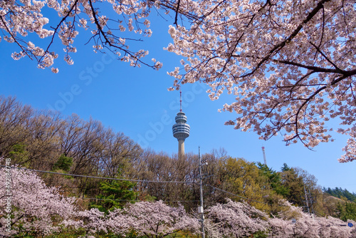 벚꽃이 만개한 대구시 두류공원의 봄풍경 photo