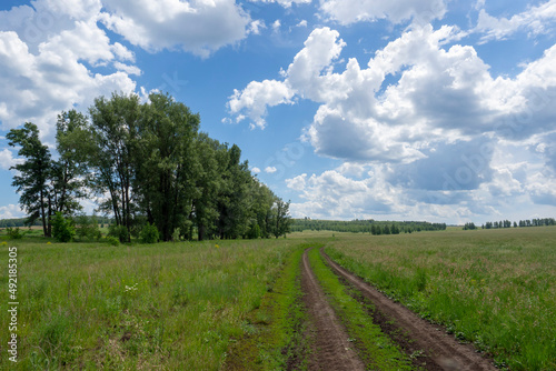 Dirt road between agricultural field and forest. Beautiful summer landscape.
