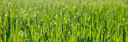 panoramic, close-up fresh green grass with drops of water from the dew close up. nature background in spring