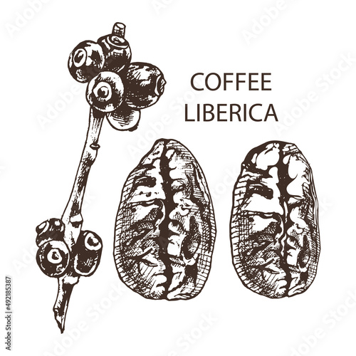 coffee liberica coffee liberica, graphic hand drawing, grains, branch with berries, botanical vector isolated black illustration on white background