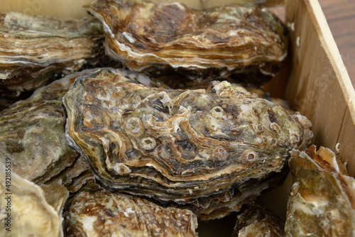close up of fresh oysters in a hamper