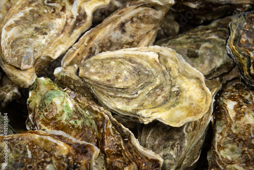 close up of fresh oysters in a hamper