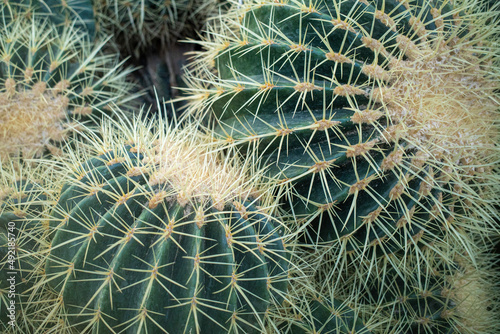 close up of cactus