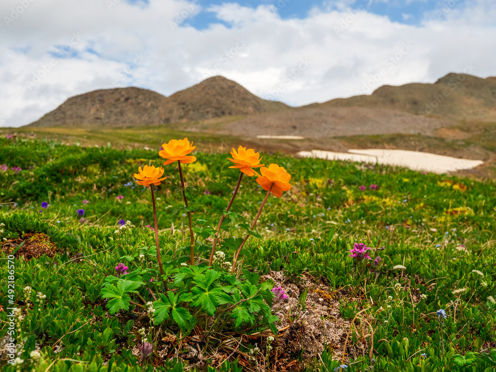 Fototapeta premium Trollblume in spring Globeflower in front of the white glacier. Green Alpine plateau.