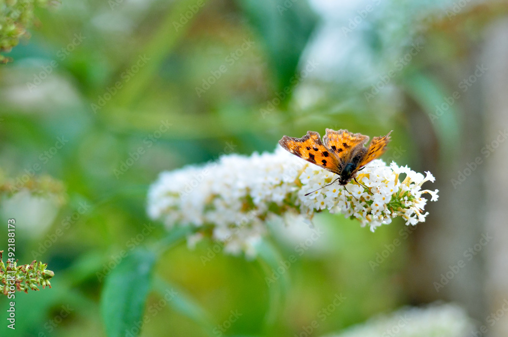 Butterfly on a flower. A flock of butterflies by the water. Colorful spring background with copy space. Spring and ecology concept. Butterfly on a flower. A flock of butterflies by the water. Colorful spring background with copy space. Spring and ecology concept.