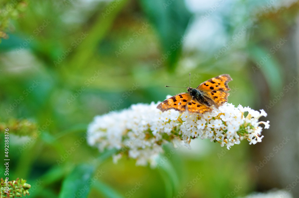 Obraz premium Butterfly on a flower. A flock of butterflies by the water. Colorful spring background with copy space. Spring and ecology concept.