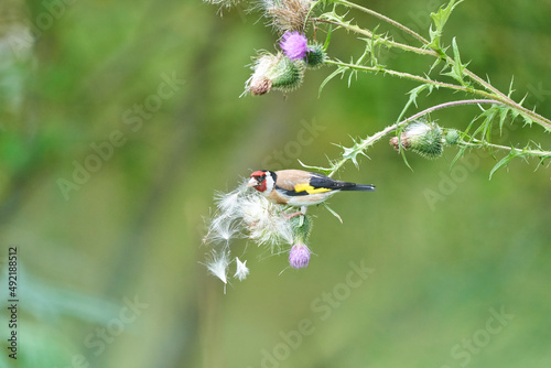 european goldfinch sitting on a purple thistle © Jens