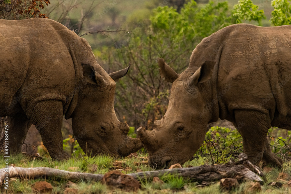 Two white rhino feeding together Two white rhino feeding together