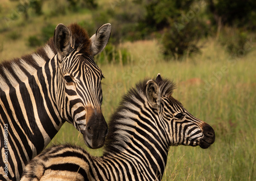 Mother and baby Burchell s Plains Zebra together