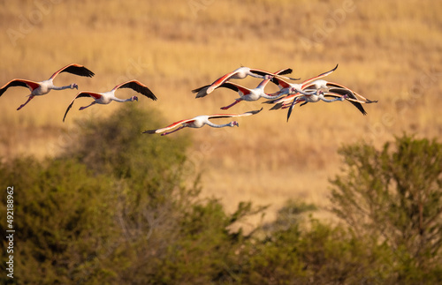 Flock of flamingo flying together