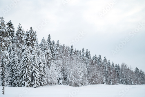 Scenic image of spruces tree. Frosty day, calm wintry scene. Ski resort. Great picture of wild area. Explore the beauty of earth. Tourism concept.