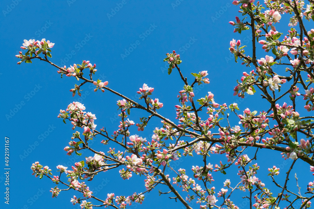 Kirschblüten in weiß rosa im Frühjahr