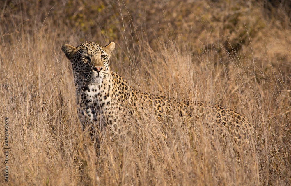 Naklejka premium Leopard partially hidden by the long grass