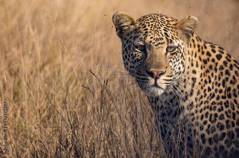 Fototapeta premium close-up of a leopard in the tall grass facing the viewer