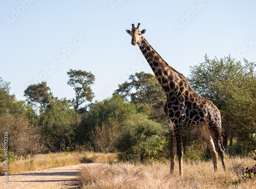 Photography giraffe about to cross a dirt road