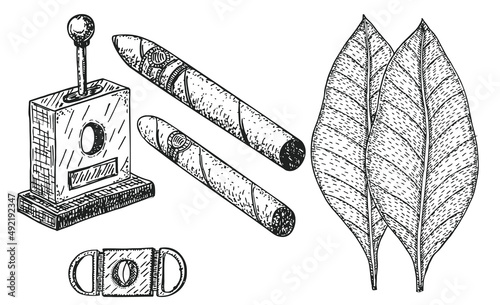 Vector illustration with hand rolled cigars in sketch style. Cigars set engraving vector illustration. Tobacco leaves for cigars. Classical smoking set. Best Cuban quality