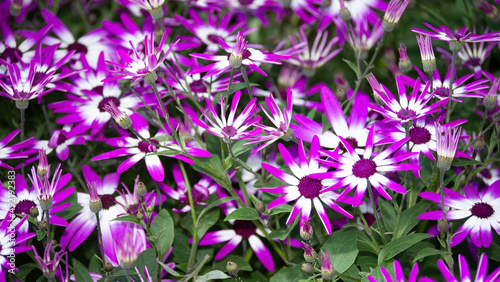 The beautiful wild flowers