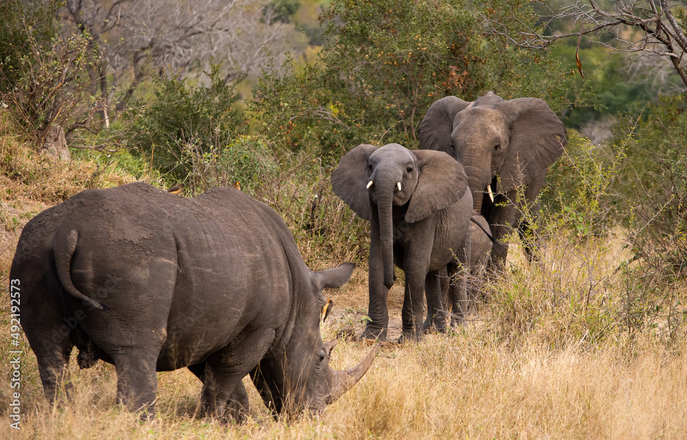 Fototapeta premium Elephant family confronting a white rhino