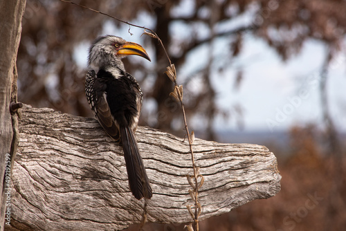 Southern Yellow-billed Hornbill perched on a dead branch facing away and looking right photo