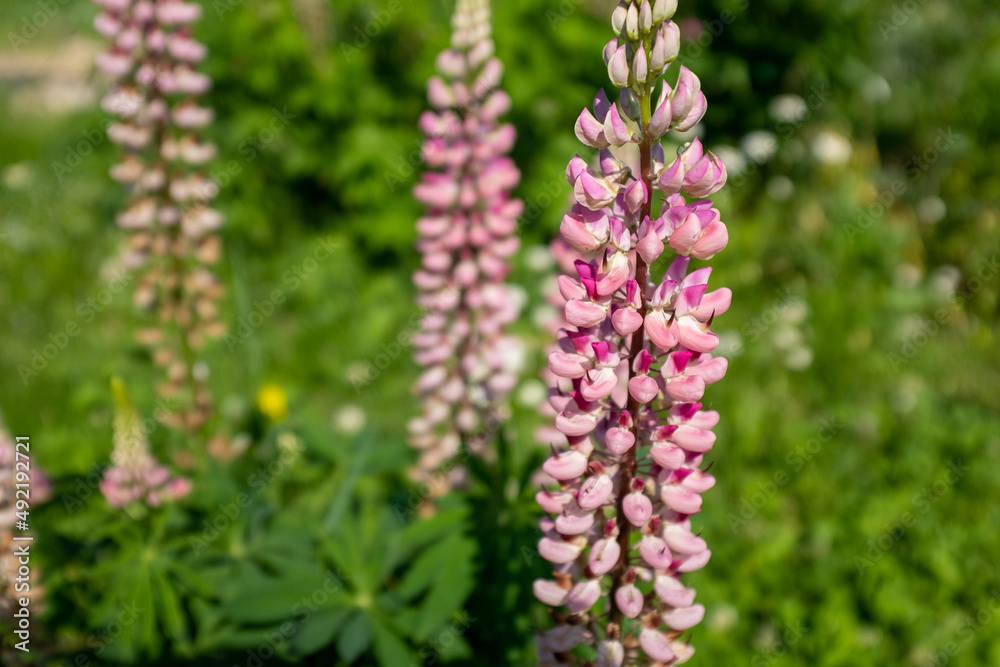 Pink flowers lupins growing a bush shot at close range, selective focus. Landscape with light magenta flowers for publication, poster, screensaver, wallpaper, postcard, banner, cover, post Pink flowers lupins growing a bush shot at close range, selective focus. Landscape with light magenta flowers for publication, poster, screensaver, wallpaper, postcard, banner, cover, post