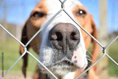 Macro portrait of a dog