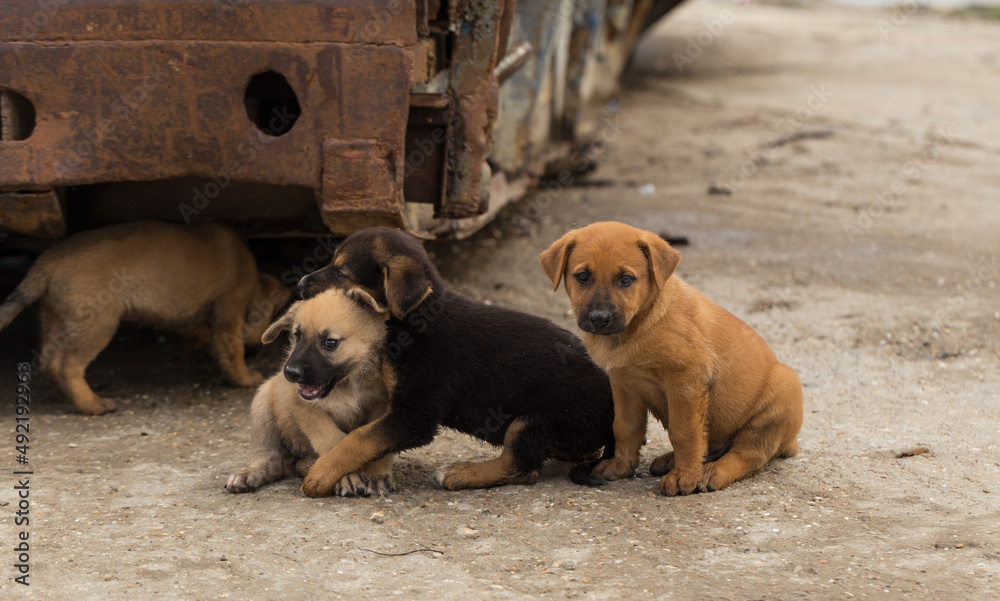 Central Asian Shepherd. Feral dogs on their territory. Puppy games, the relationship between animals.