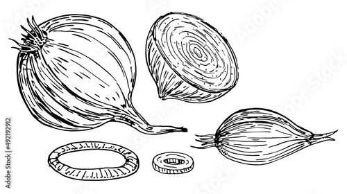Ink sketch of onion isolated on white background. Full, rings and half neckline. Isolated vegetable engraved style object. Detailed vegetarian food drawings. Drawn vector illustration. Retro style