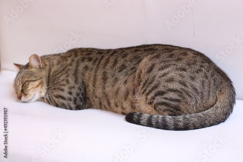 Gatto striato dorme felice sopra il divano bianco photo